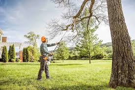 Best Root Management and Removal  in Upper Lake, CA