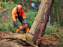 Best Tree and Shrub Care  in Upper Lake, CA