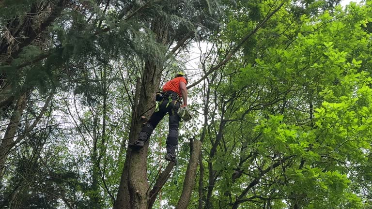 Best Storm Damage Tree Cleanup  in Upper Lake, CA