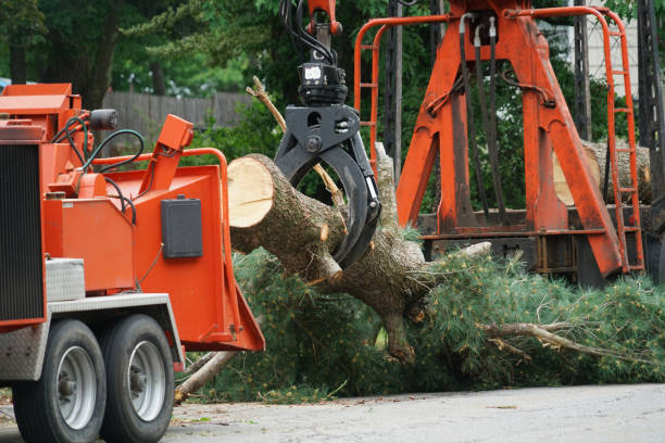 Best Commercial Tree Services  in Upper Lake, CA