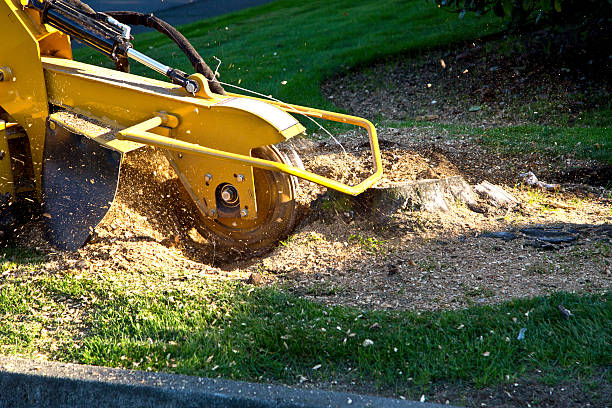 Best Tree Trimming and Pruning  in Upper Lake, CA