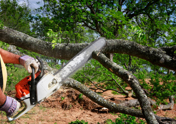 Reliable Upper Lake, CA Tree Removal Solutions