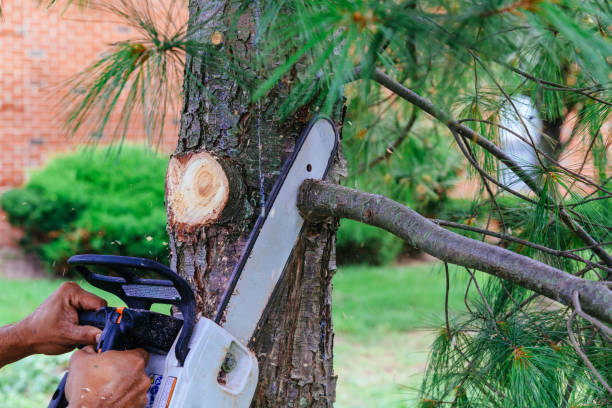 Best Tree Removal  in Upper Lake, CA